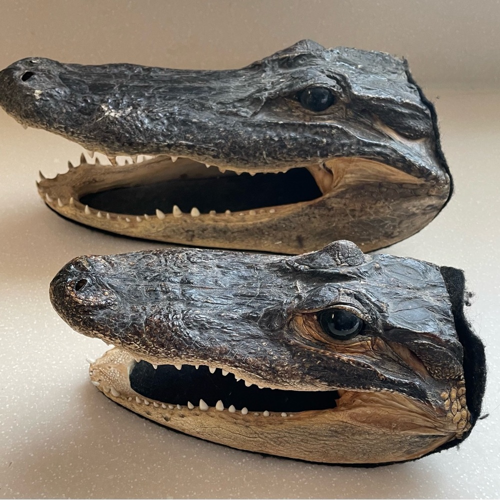Alligator Head 10.5” & 7.5” Inch Real Gator Head Authentic Lot taxidermy?